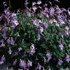 cape primrose